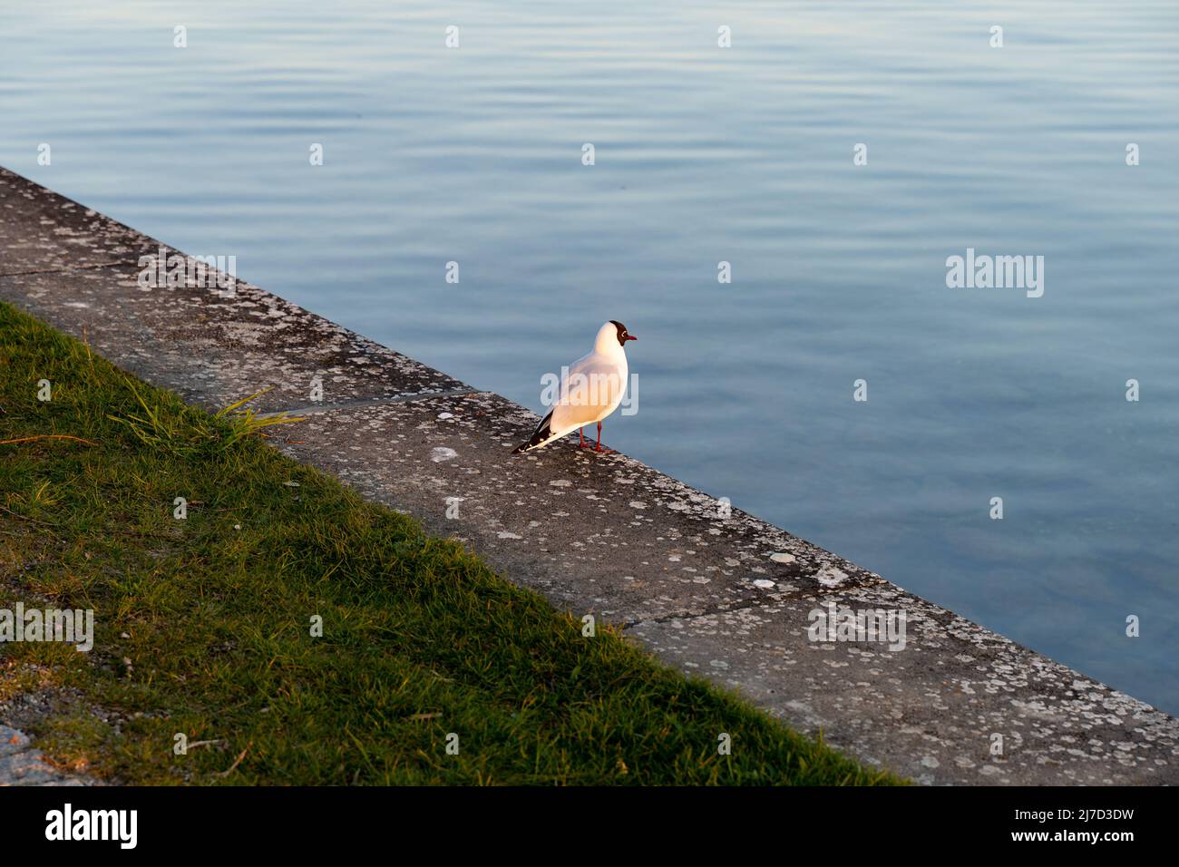 Europäische Möwe mit einem schwarzen Kopf im orangefarbenen Abendlicht. Wilder Vogel auf dem Boden vor klarem blauem Wasser. Möwe steht auf einer Steinmauer. Stockfoto