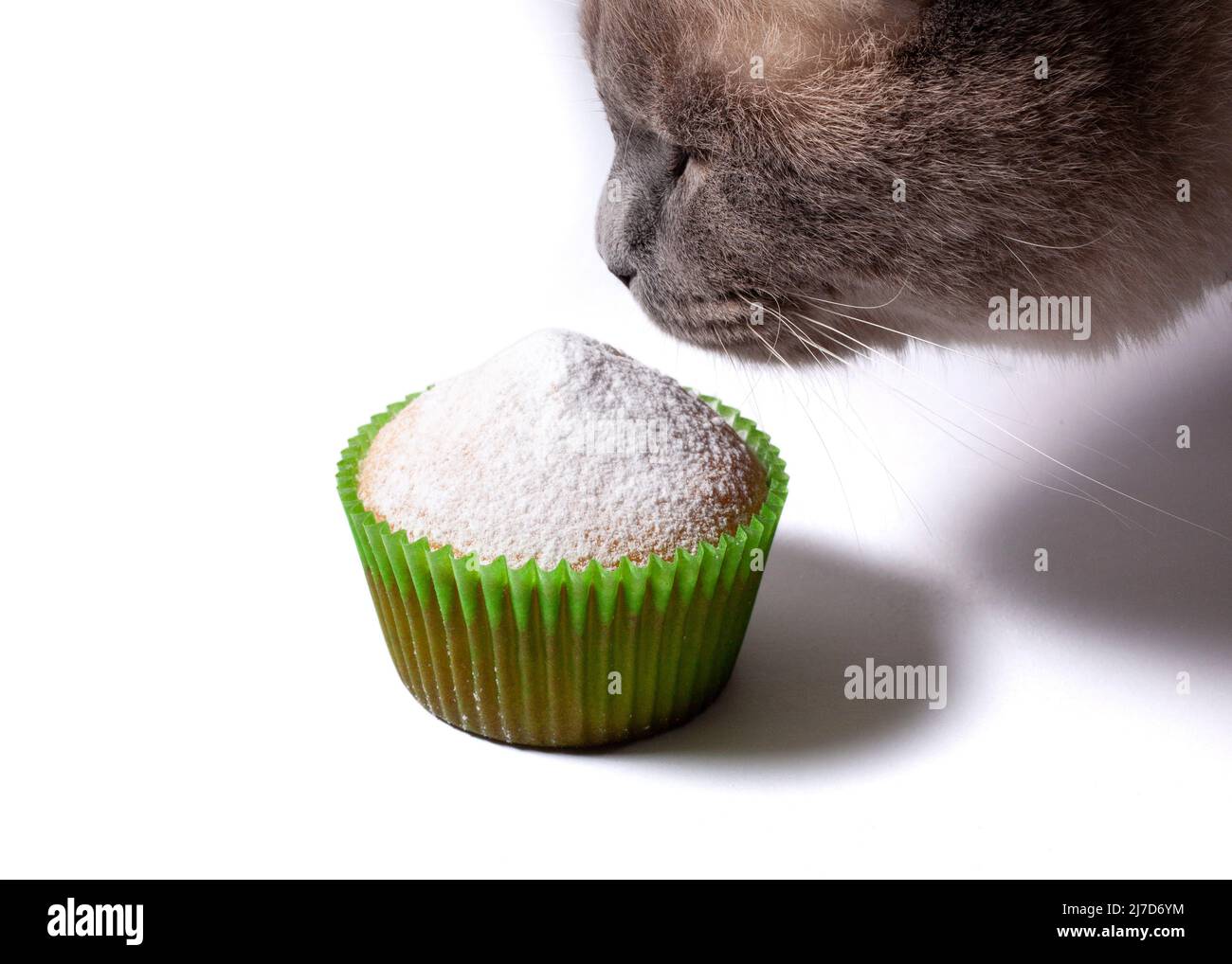 Katze schnüffelt einen mit Puderzucker bestreuten Cupcake. Hausgemachter Cupcake in Papiereinlagen isoliert auf weißem Hintergrund. Stockfoto