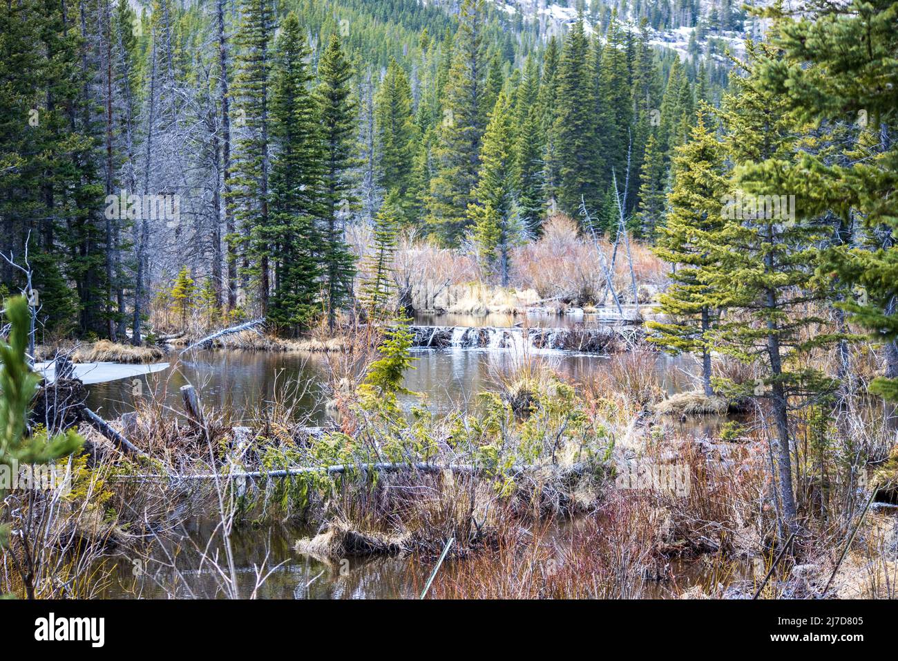 Eine idyllische Szene in den Rocky Mountains von Colorado mit einem Biberdamm in einem alpinen Bach Stockfoto