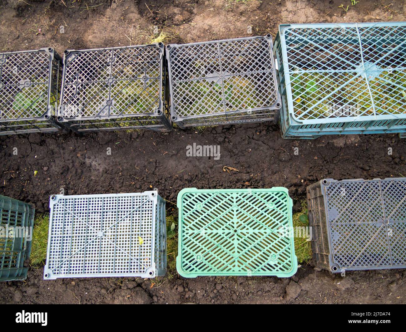 Schattierung von frisch gepflanzten Setzlingen mit Kunststoffkisten Stockfoto