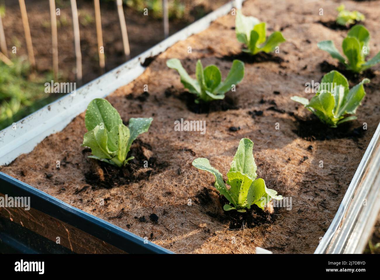 Salat in einem erhöhten Bett mit einer Jute-Fleece-Matte, um das Unkrautwachstum zu unterdrücken. Stockfoto