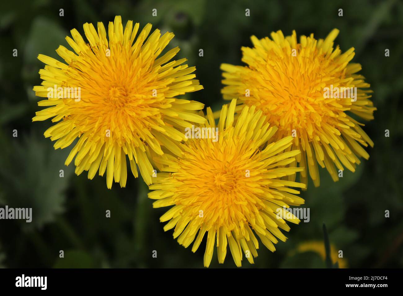 Blühender Dandelion mit gelbem Blütenstand in voller Blüte. Stockfoto