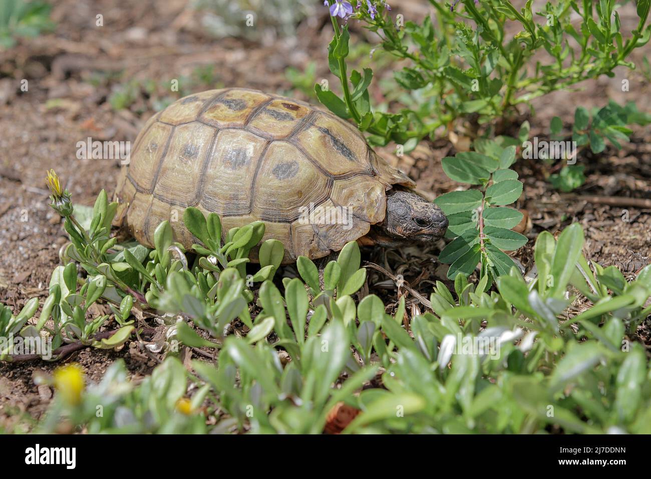 Junge angulte Schildkröte, die durch das Laub der Kirstenbosch-Gärten wandert Stockfoto