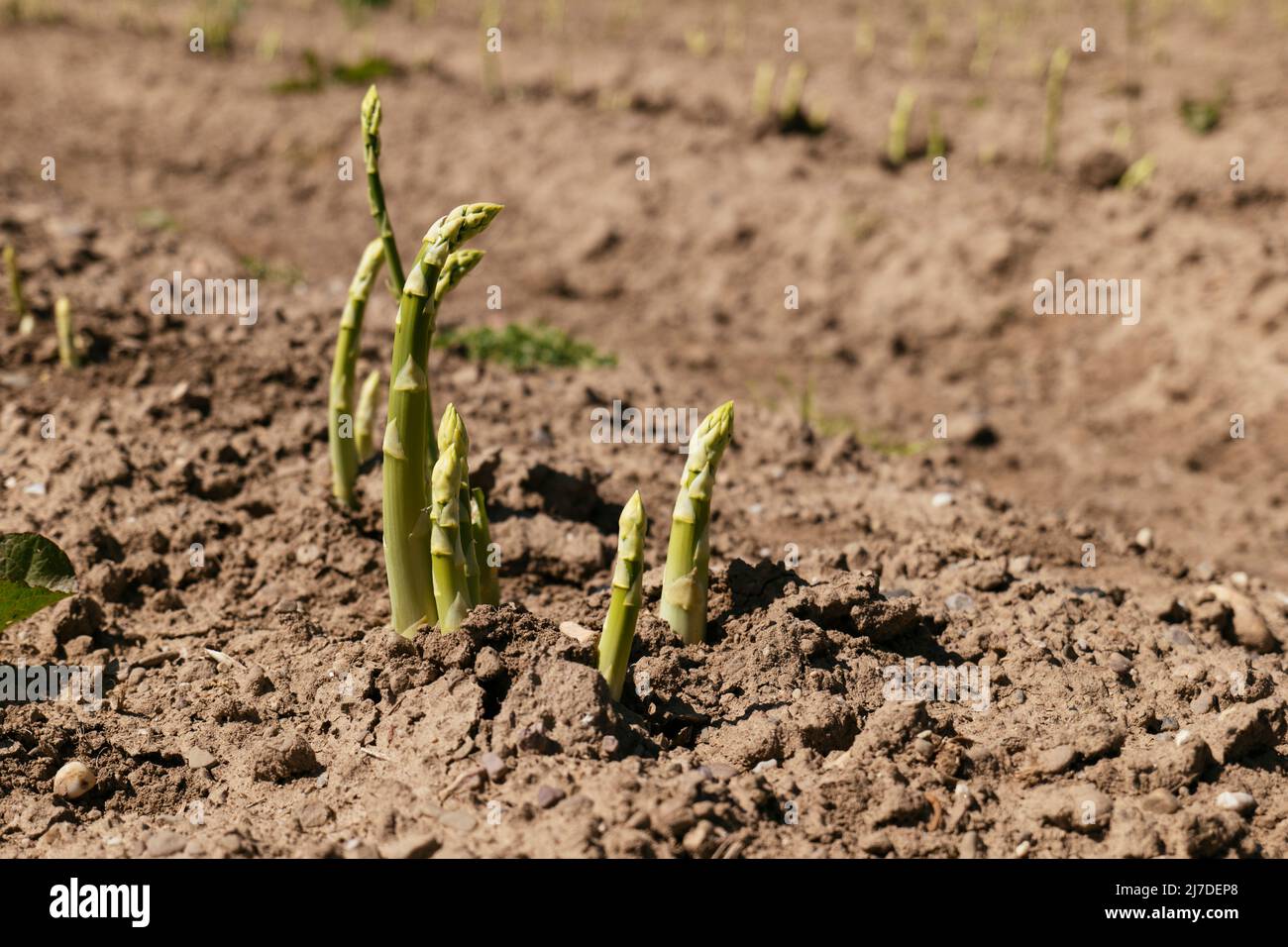 Grüner Spargel schießt auf einem Feld in der Nähe von Petershagen in Ostwestfalen Stockfoto