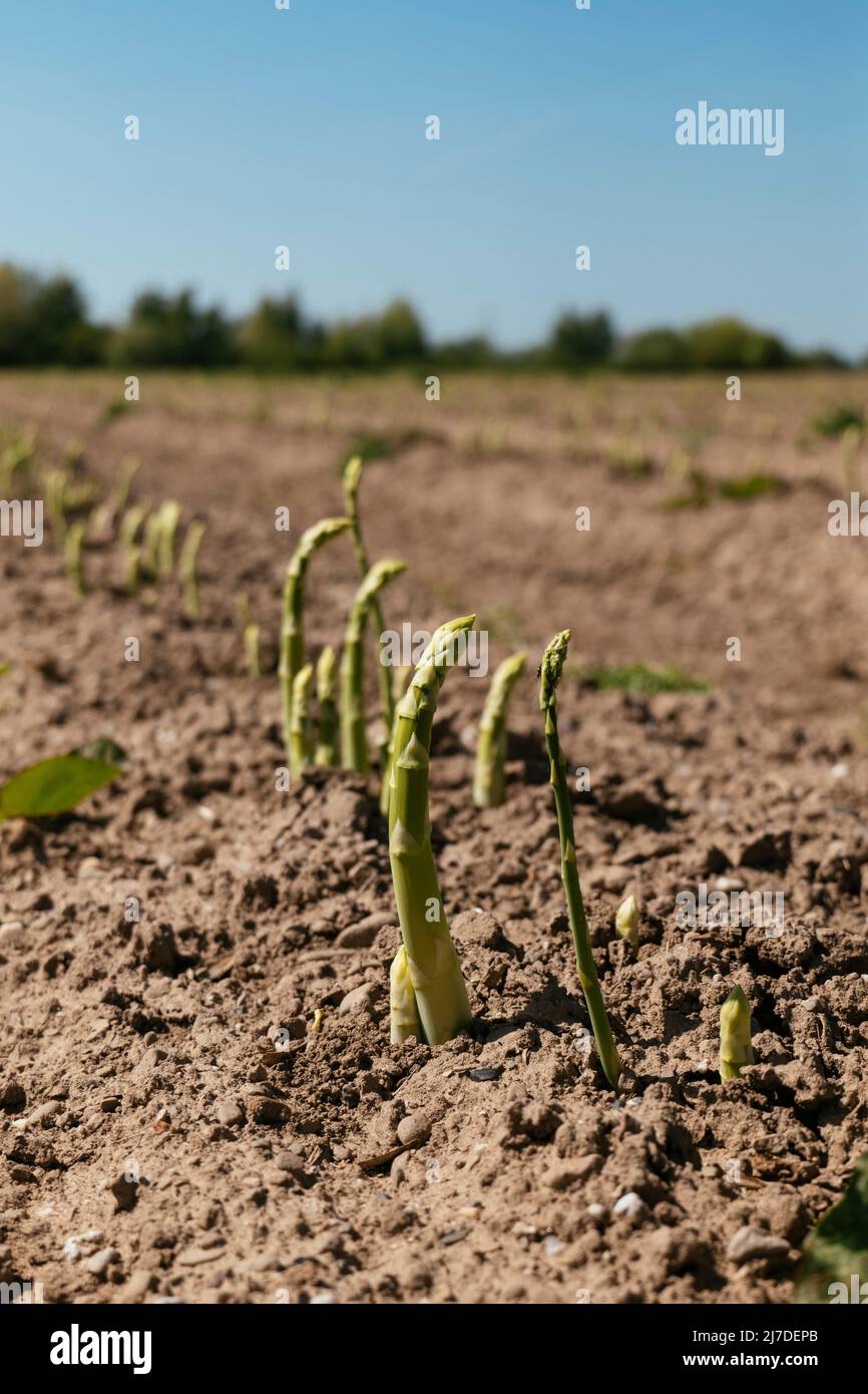 Grüner Spargel schießt auf einem Feld in der Nähe von Petershagen in Ostwestfalen Stockfoto