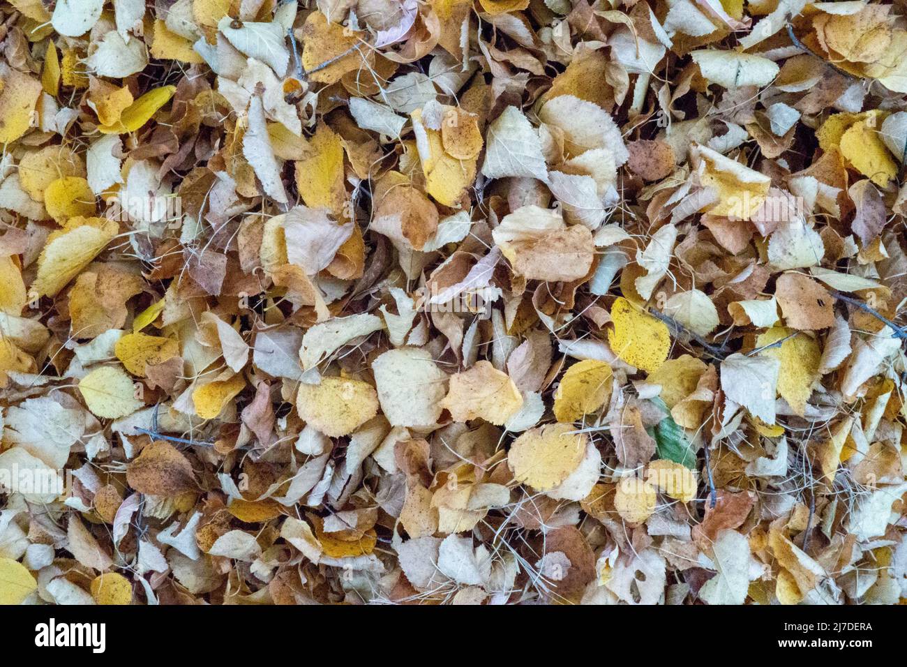 In Saskatchewan, Kanada, wurden gelbe Blätter zu einem Haufen gehüllt. Stockfoto