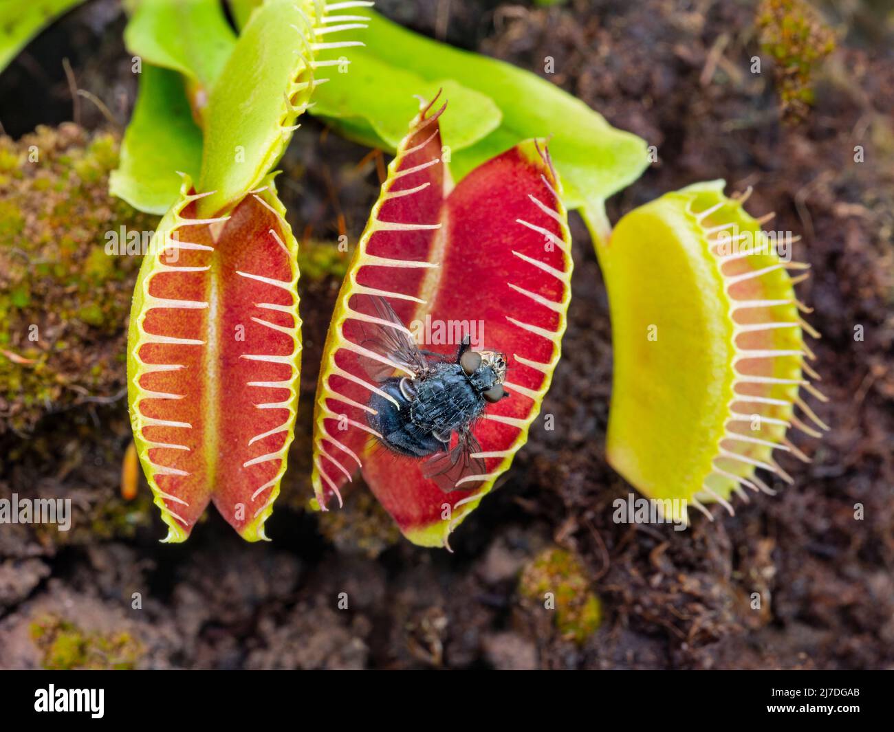 Die fleischfressende Pflanze Venus Fliegenfalle Dionaea muscipula mit eingeschlossener Fliege Stockfoto