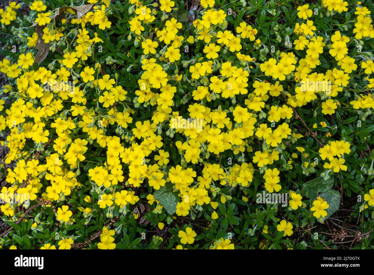 Alpenrose (Helianthemum oelandicum alpestre), Zistaceae. Botanischer Garten Kit, Karlsruhe, Baden Württemberg, Deutschland Stockfoto