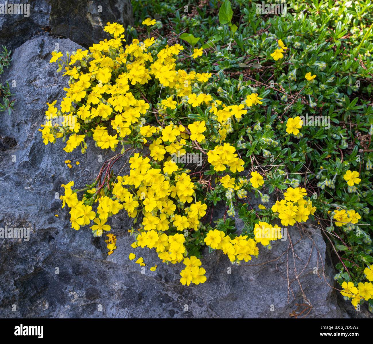 Alpenrose (Helianthemum oelandicum alpestre), Zistaceae. Botanischer Garten Kit, Karlsruhe, Baden Württemberg, Deutschland Stockfoto