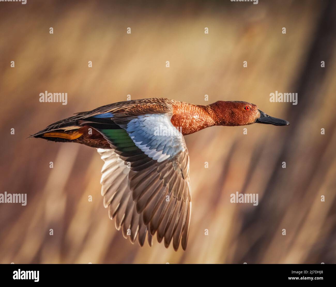 Zimtteal (Spatula cyanoptera) drake im Flug mit vollzüchtigendem Gefieder Colorado, USA Stockfoto