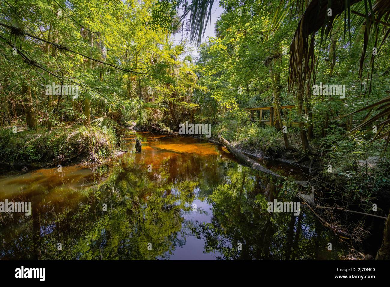 Wanderwege und Wasser am Bear Creek Nature Trail in Winter Springs, Florida Stockfoto