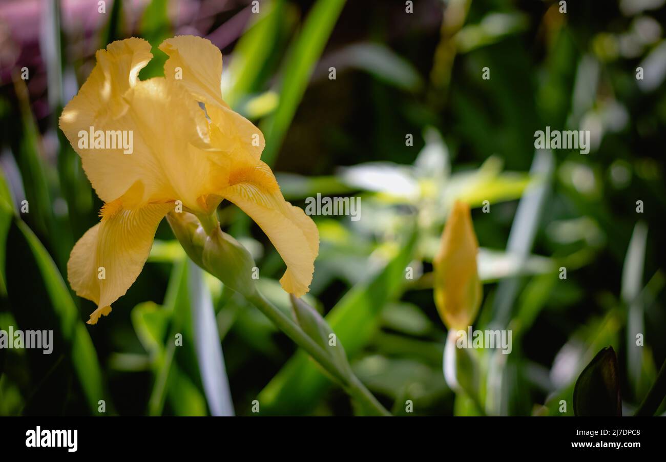 Makro-selektiver Fokus mit gelber Iris oder gelber Flagge (Iris pseudacorus). Stockfoto