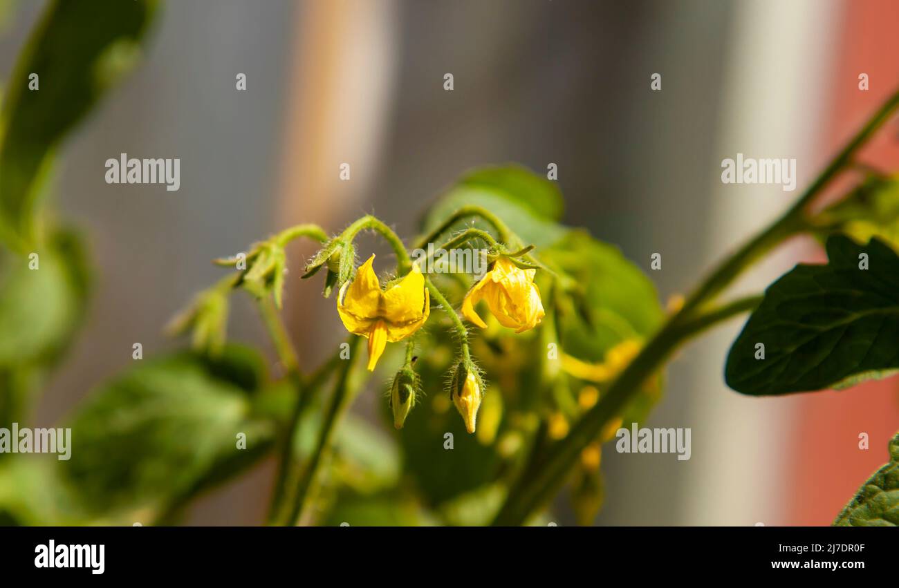 Tomatenblüte. Nahaufnahme Stockfoto