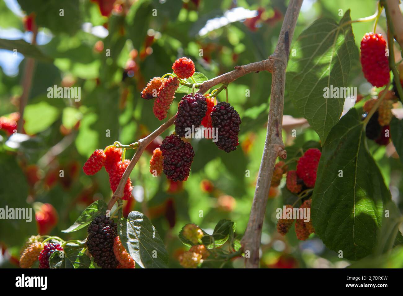 Die Frucht der schwarzen Maulbeere - der Maulbeerbaum. Stockfoto