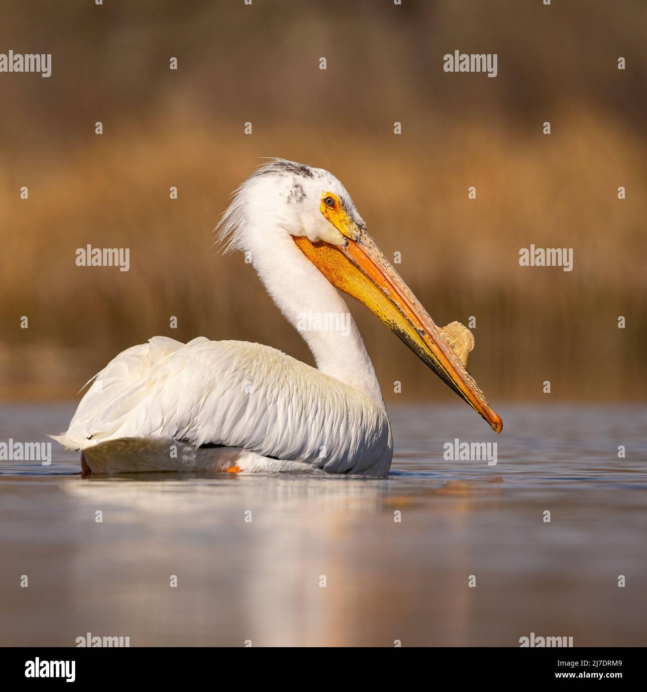 American White Pelican (Pelecanus erythrorhynchos) schwimmt auf dem Teich in der Morgensonne Colorado, USA Stockfoto