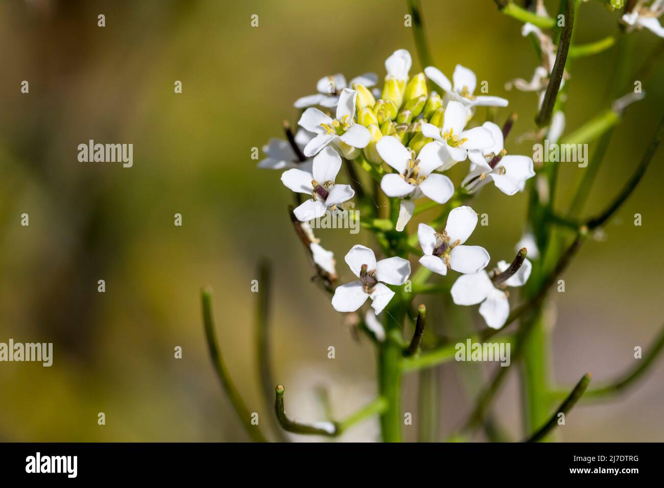 Knoblauchsrauke Alliaria Petiolata. Stockfoto
