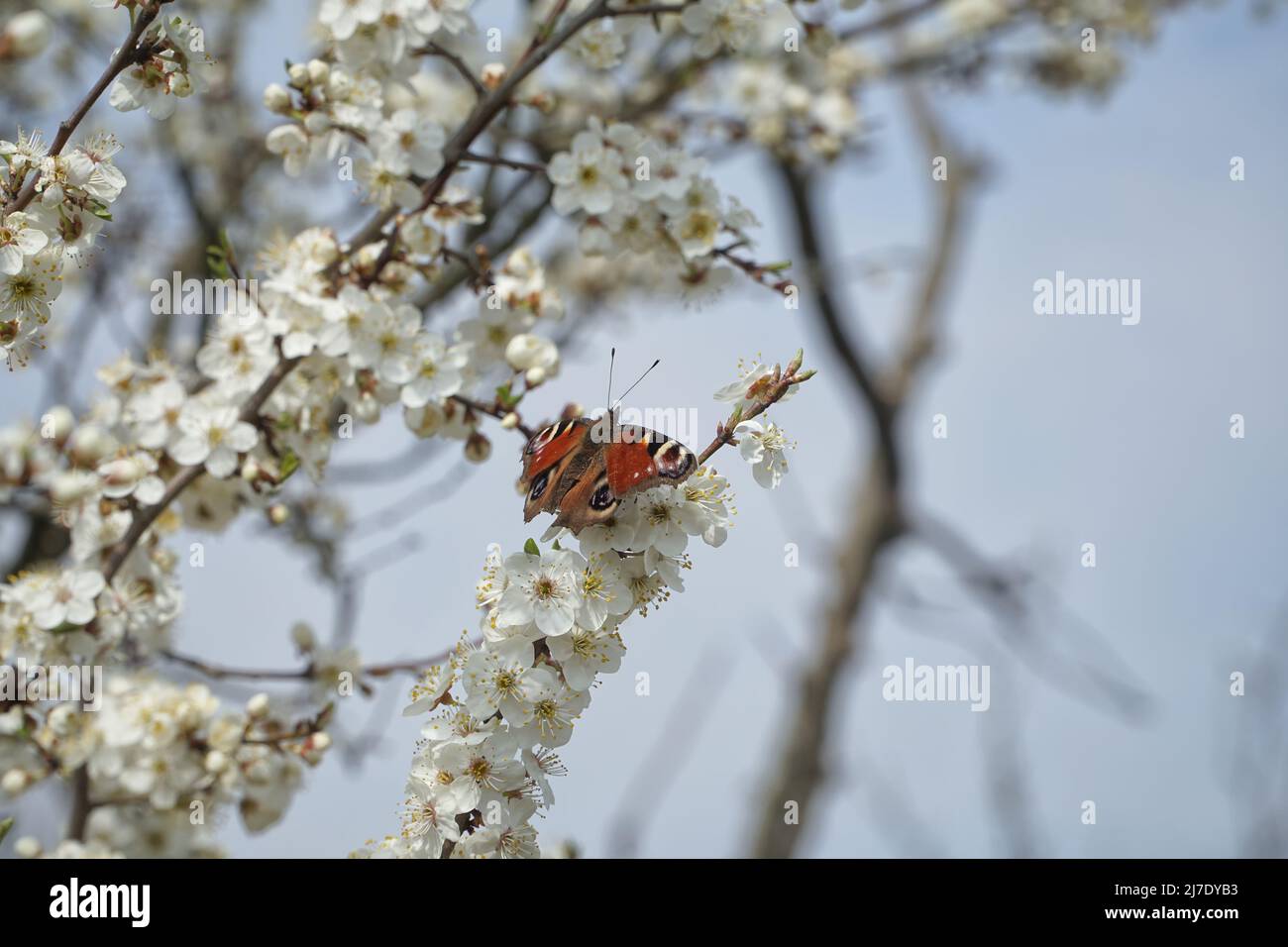 Schmetterling Europäischer Pfau (Aglais io), allgemein bekannt als Pfauenschmetterling, ein Frühlingsschmetterling zwischen den weißen Blüten eines blühenden Birnenbaums. Stockfoto