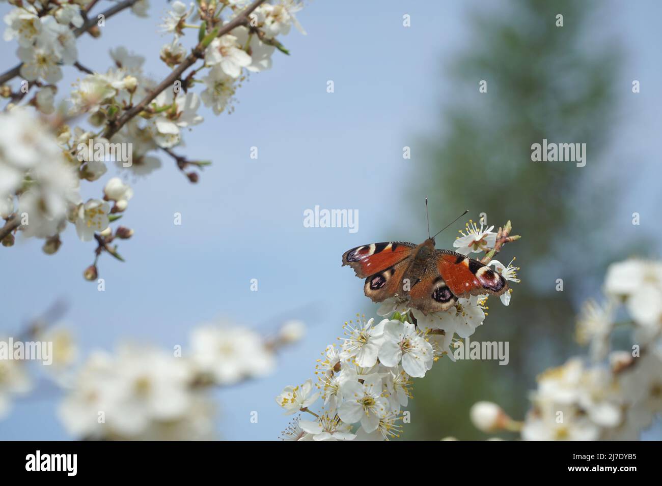 Schmetterling Europäischer Pfau (Aglais io), allgemein bekannt als Pfauenschmetterling, ein Frühlingsschmetterling zwischen den weißen Blüten eines blühenden Birnenbaums. Stockfoto