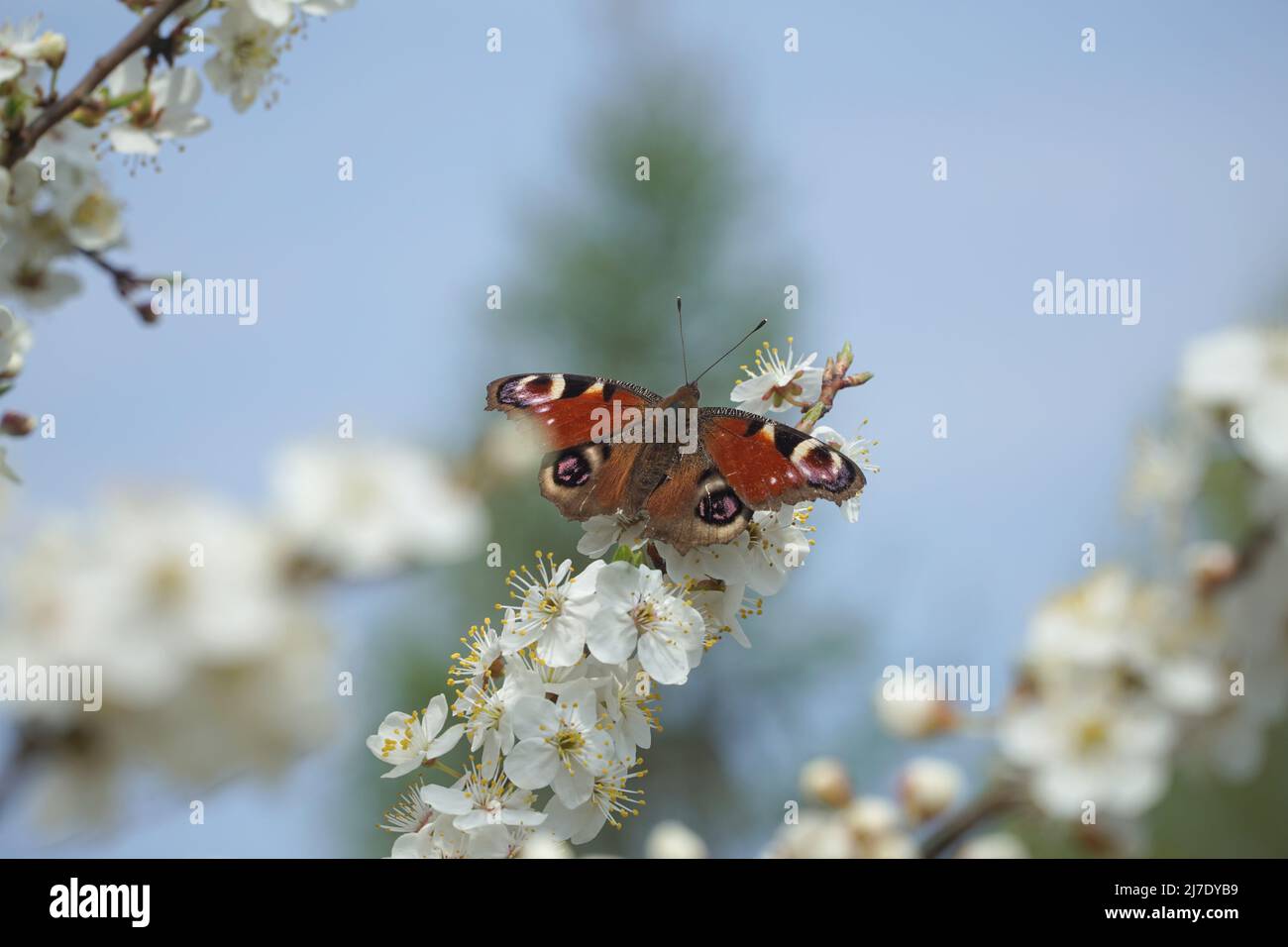Schmetterling Europäischer Pfau (Aglais io), allgemein bekannt als Pfauenschmetterling, ein Frühlingsschmetterling zwischen den weißen Blüten eines blühenden Birnenbaums. Stockfoto