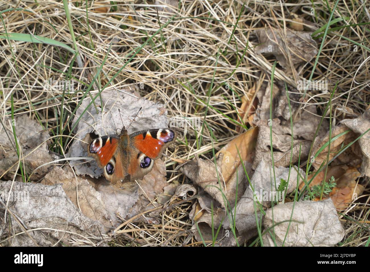 Schmetterling Europäischer Pfau (Aglais io), allgemein bekannt als Pfauenschmetterling, sitzt ein Frühlingsschmetterling auf einem trockenen Blatt zwischen dem getrockneten Gras. Feder Stockfoto