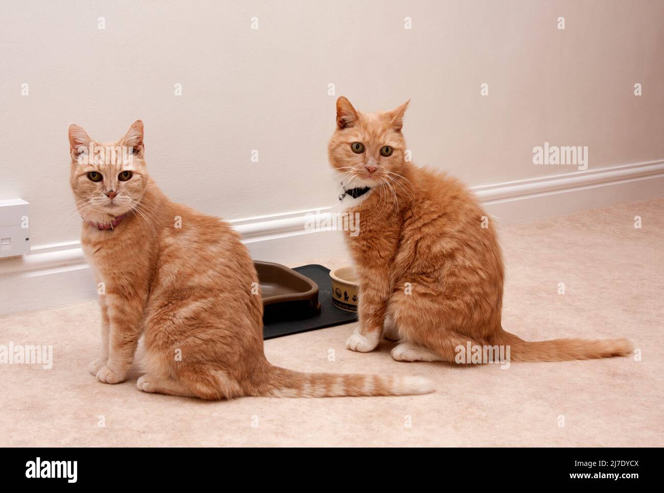 Zwei Ingwer-Katzen, ältere und junge Erwachsene Stockfoto