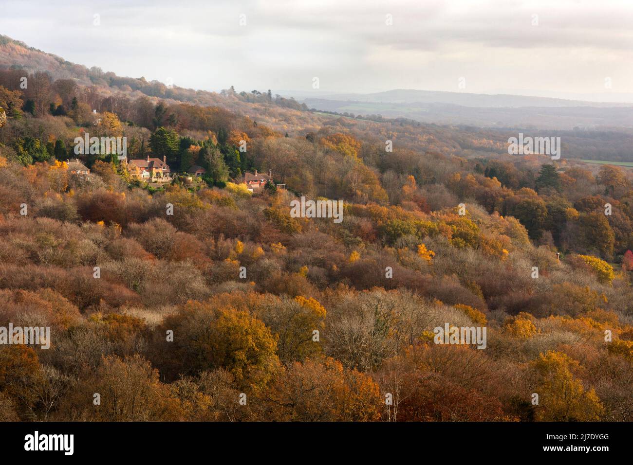 Marley Down im Herbst, Haslemere, Surrey, England Stockfoto
