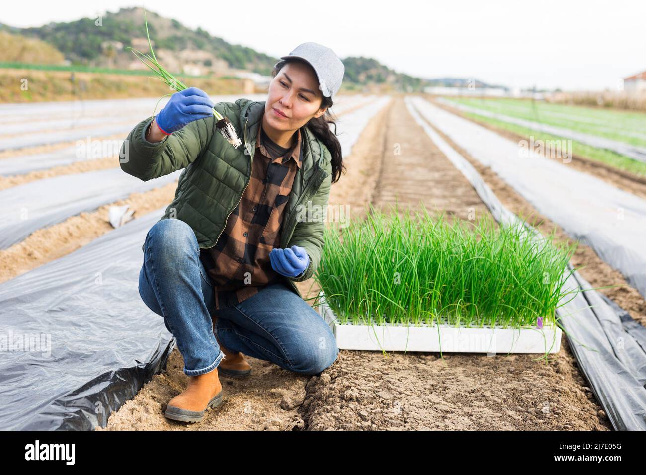 Asiatische Frau Landwirt Pflanzen grüne Zwiebeln im Garten Stockfoto