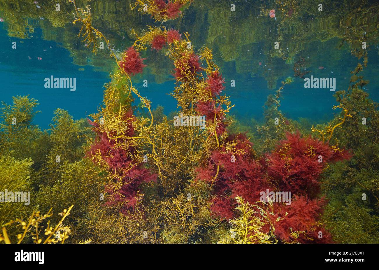 Braune und rote Meeresalgen unter Wasser im Ozean (meist japanisches Drahtweed und Harpunengras), Ostatlantische Algen, Spanien Stockfoto