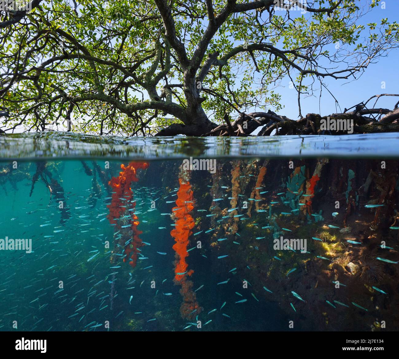 Mangrovenbaum im Meer mit kleinen Fischen und Schwämmen an den Wurzeln unter Wasser, Split-Level-Ansicht über und unter der Wasseroberfläche in der Karibik Stockfoto