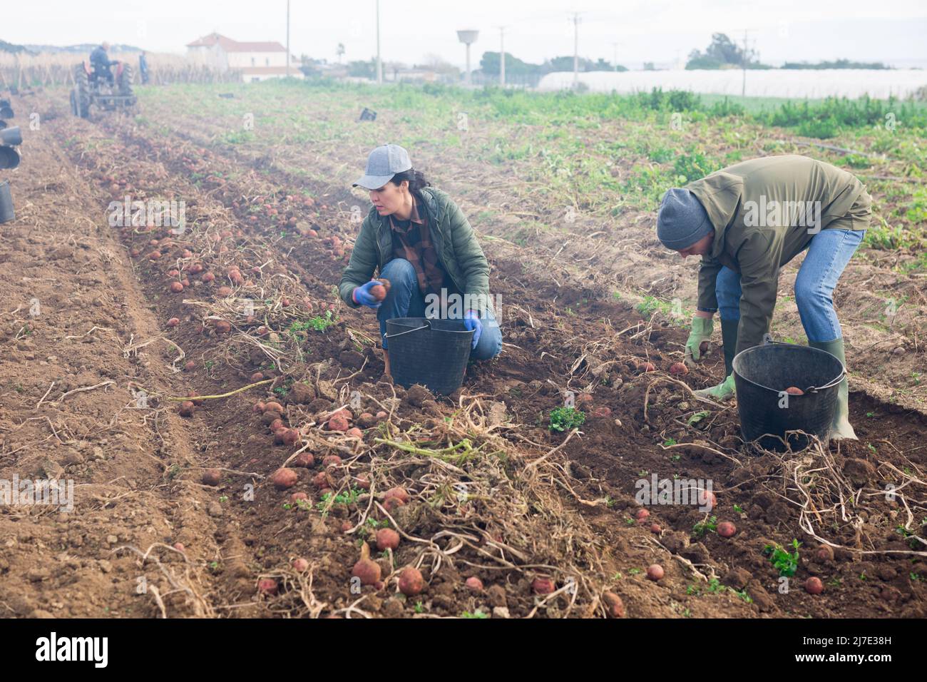 Qualifiziertes Bauernteam, das auf der Plantage arbeitet und Kartoffeln pflückt Stockfoto