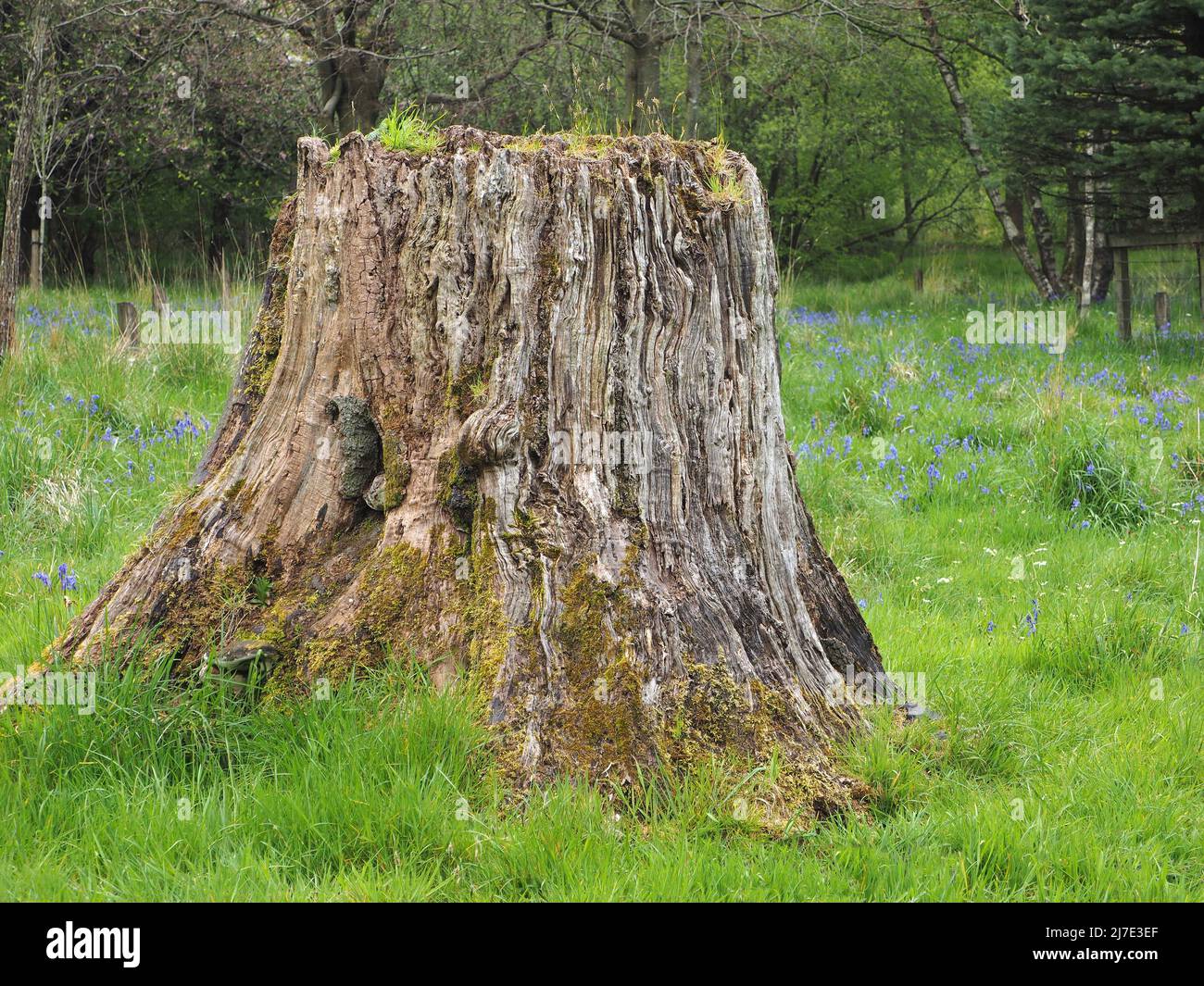 Verfallender Baumstumpf, der Insekten ein Zuhause in Mischwäldern in Rivington in Lancashire bietet. Aufgenommen im Frühjahr. Stockfoto