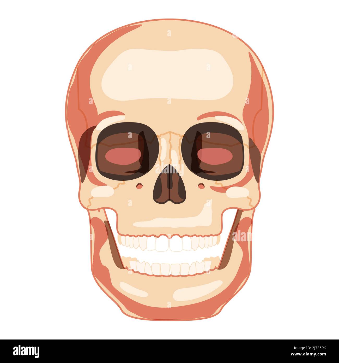 Schädel Smiley Skelett menschlicher Kopf Vorderansicht. Menschliches Gesichtsmodell mit offenem Mund. Set von Chump realistische flache natürliche Farbkonzept. Vektordarstellung der Anatomie auf weißem Hintergrund isoliert Stock Vektor