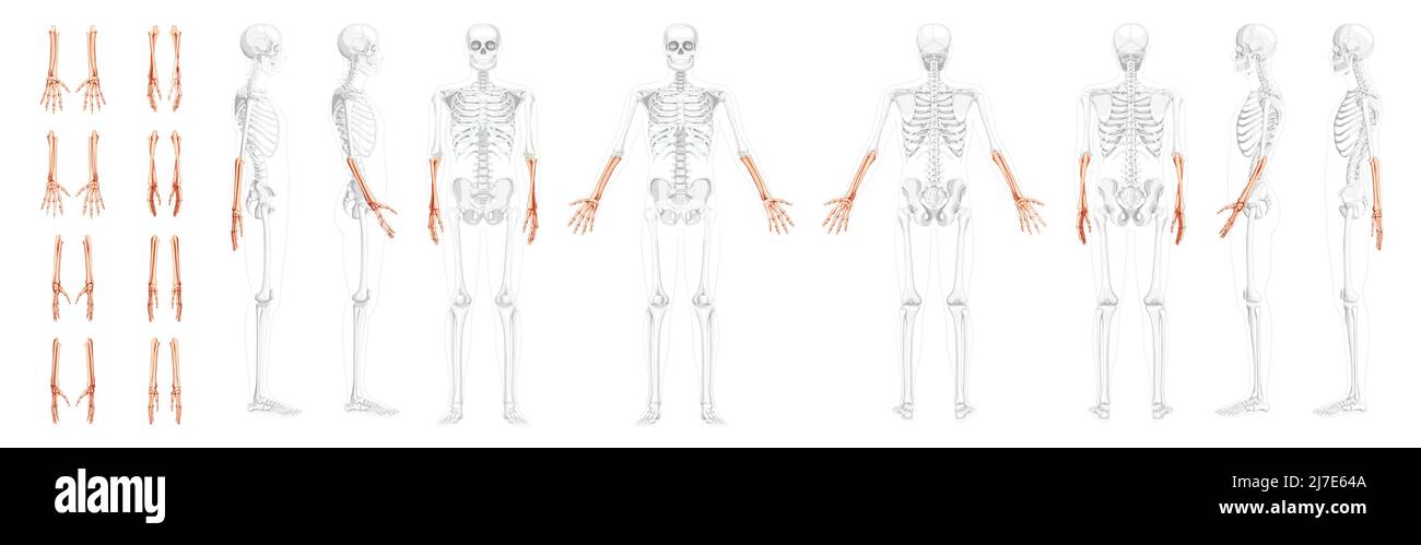 Set Skelette Unterarme Human Ulna, Radius, Hand vorne Rückseitenansicht mit teilweise transparenter Knochenposition. Anatomisch korrekt realistische flache natürliche Farbkonzept Vektordarstellung isoliert Stock Vektor