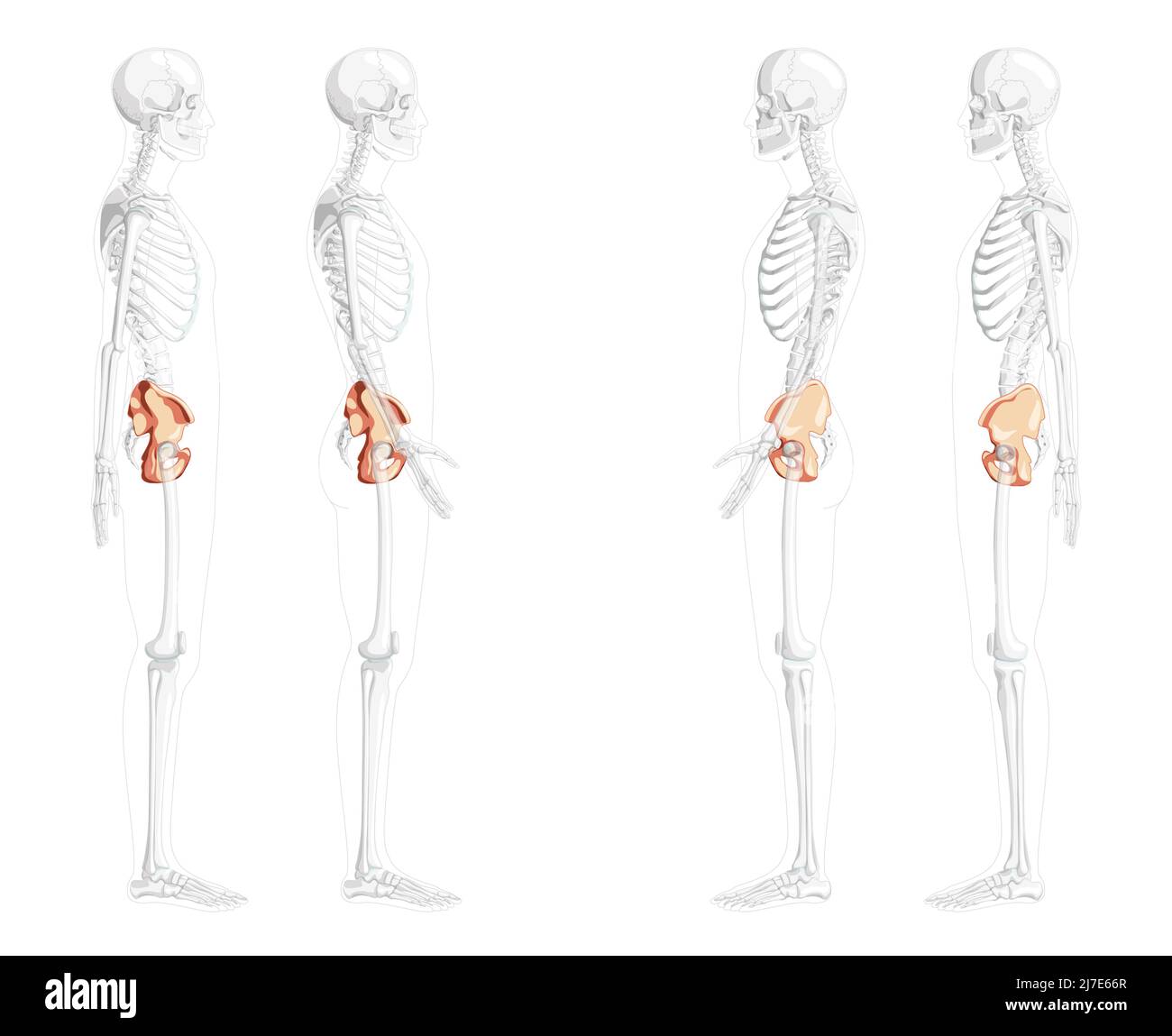 Skelett Becken Hüftknochen menschliche Seitenansicht mit teilweise transparenter Knochenposition. Set aus 3D realistischen flachen natürlichen Farben Konzept Vektor-Illustration der Anatomie isoliert auf weißem Hintergrund Stock Vektor