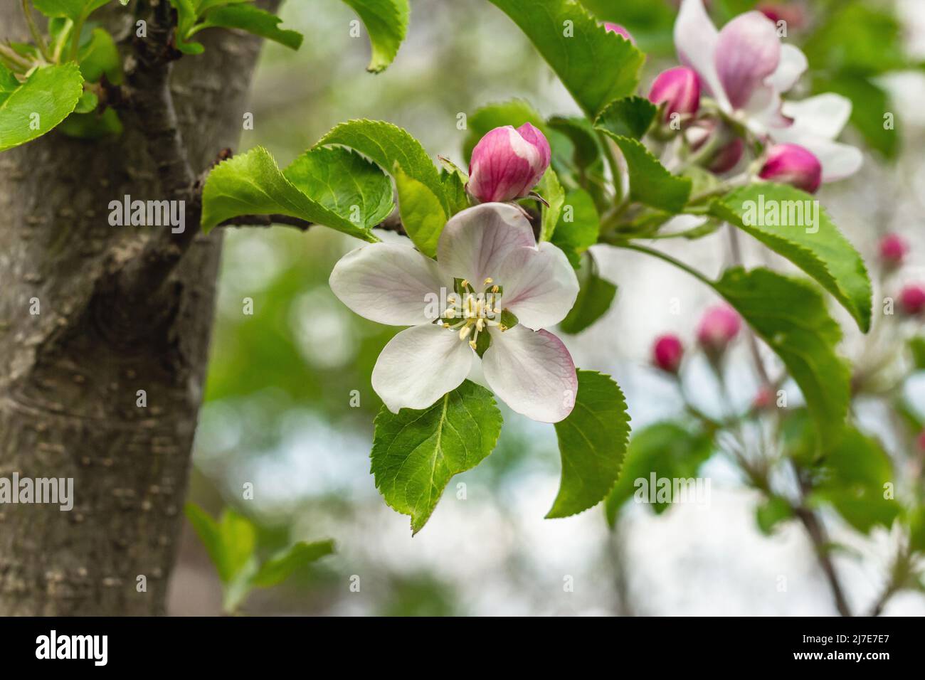 Blühender Apfelbaum im Garten. Frühling saisonal von wachsenden Pflanzen.  Gartenkonzept Hintergrund, floralen Stil Stockfotografie - Alamy