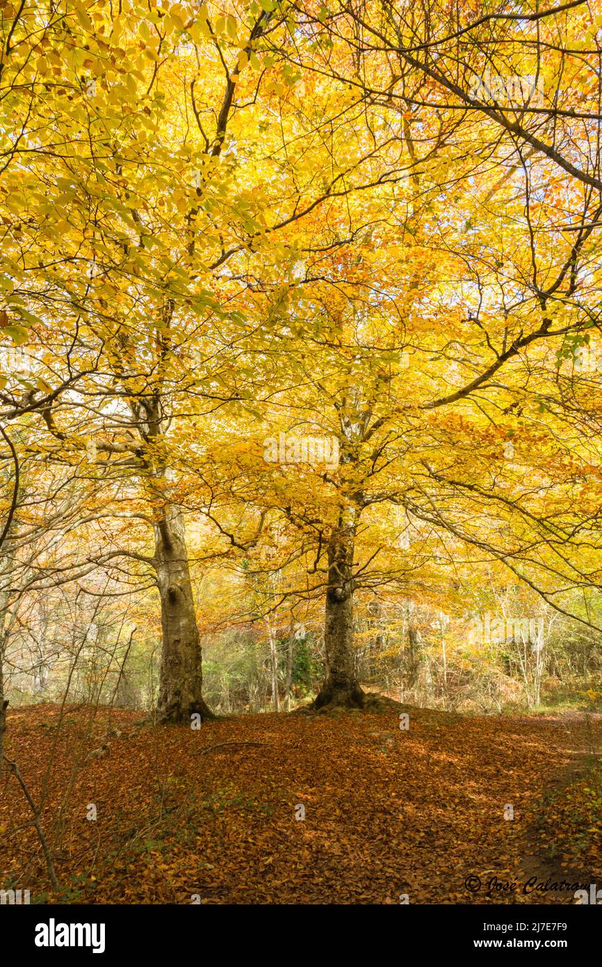 Herbstlandschaft in der Bergkette von Urbasa. Navarra, Spanien Stockfoto