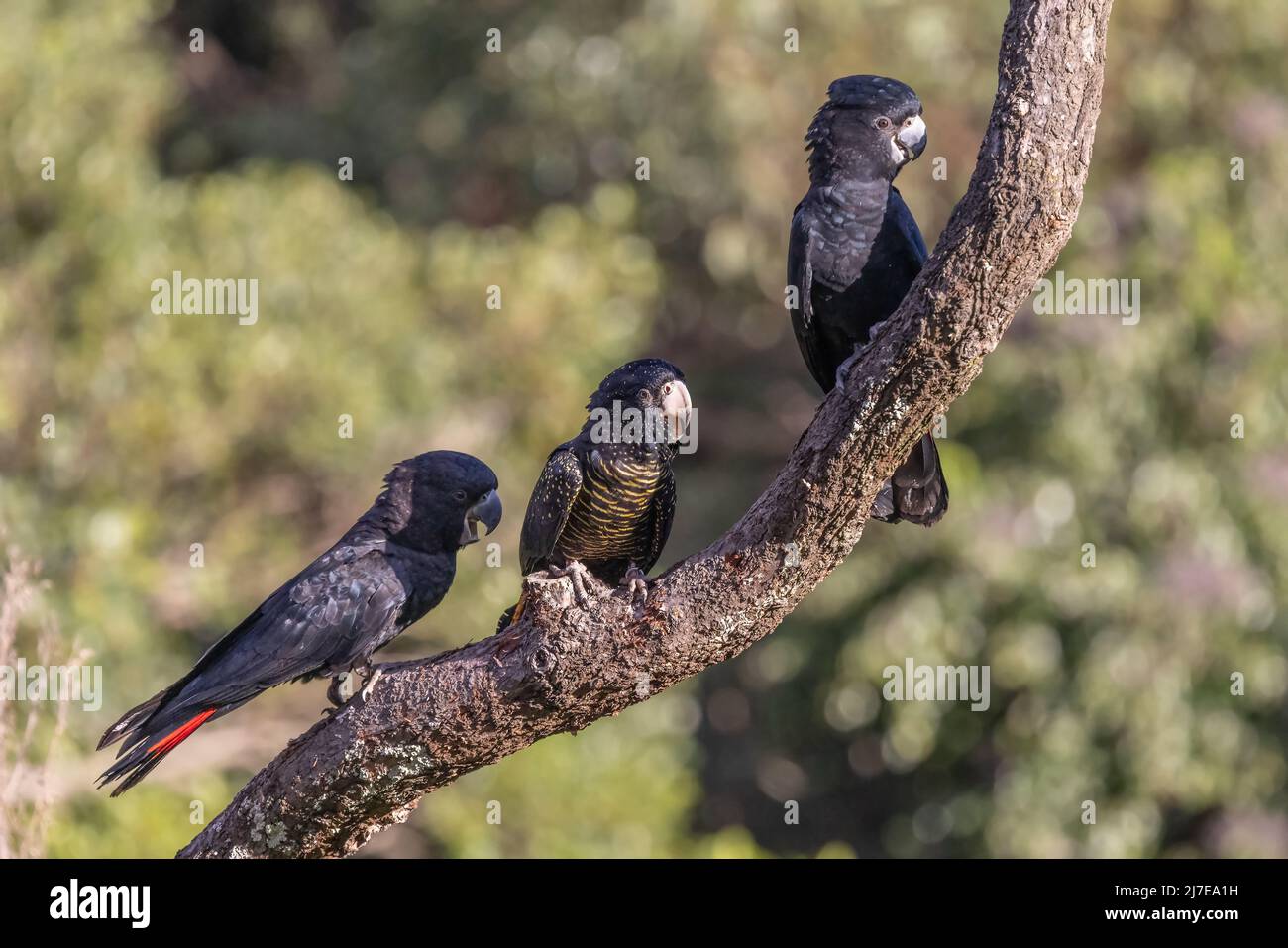 Rotschwanzcockatoos in einem Baum (Calyptorhynchus banksii) Stockfoto