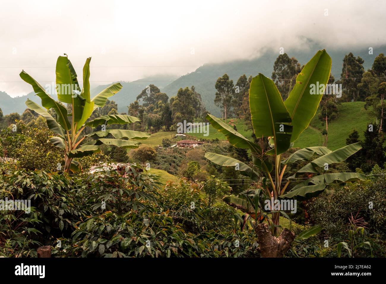 Kaffee- und Bananenfarm Bauer Eje Cafetero Quindio Amernia Stockfoto
