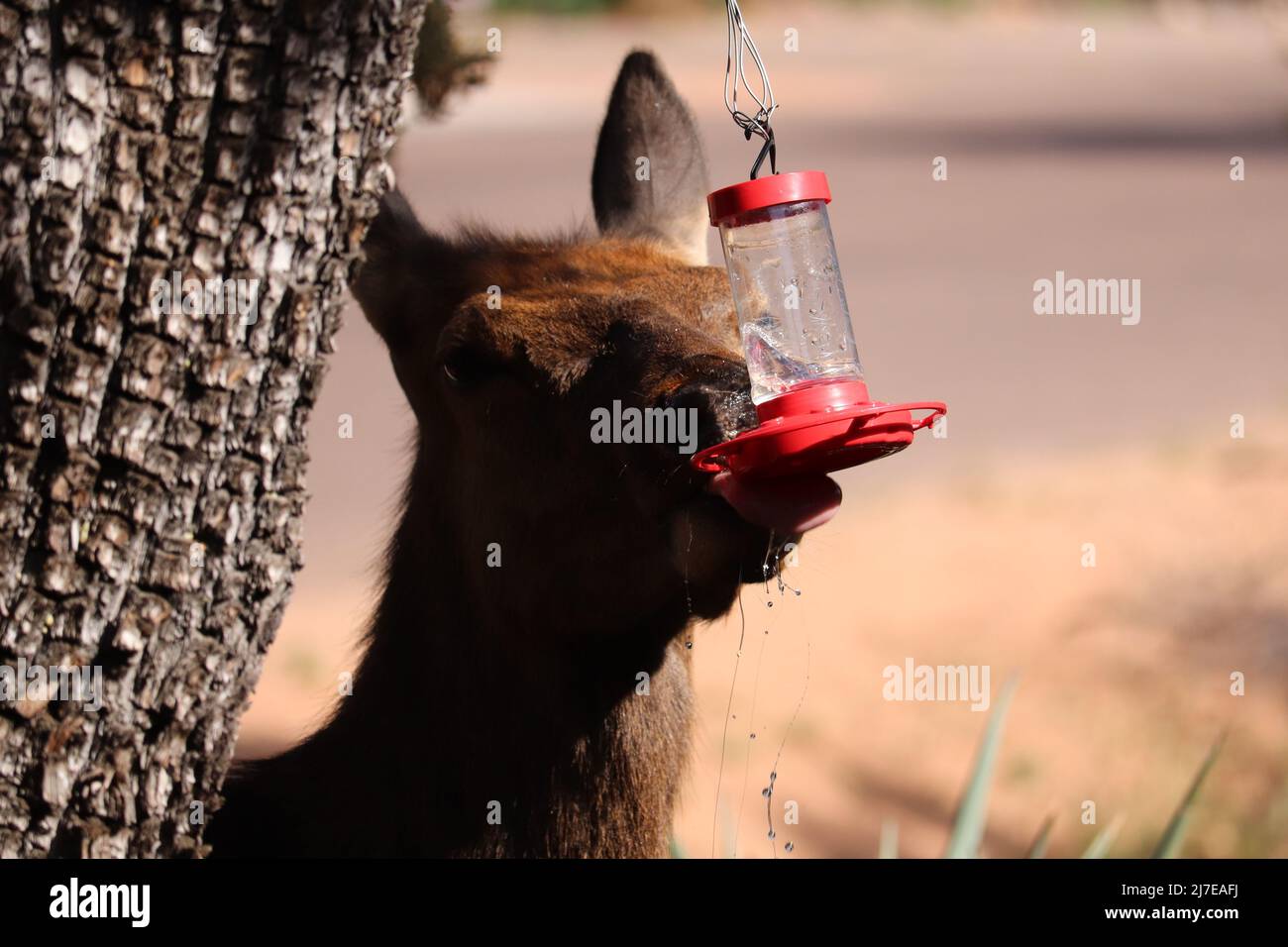 Nahaufnahme eines weiblichen Elchs oder Cervus canadensis, der aus einem Nektarfutterhäuschen in einem Hof in Payson, Arizona, trinkt. Stockfoto