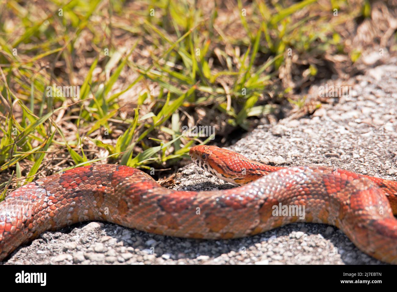 Red Corn Snake kriecht ins Gras Stockfoto