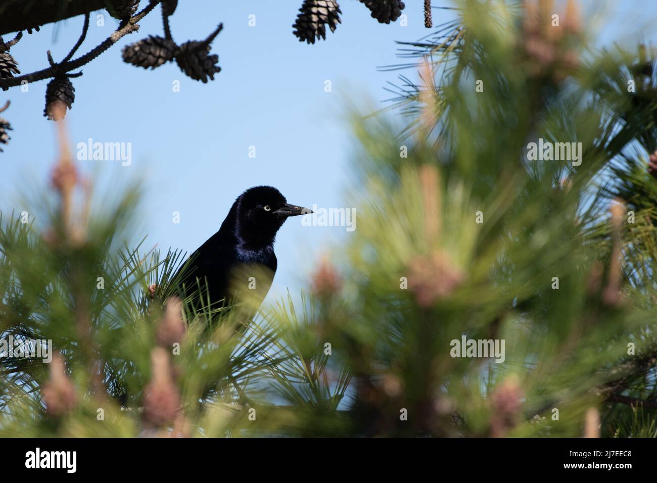 Boat-tailed Grackle Peeking Through Tree Stockfoto