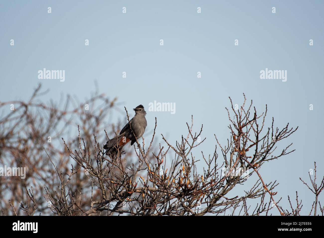 Grey Catbird Fanning Out Tail am Cupsoge Beach, New York Stockfoto