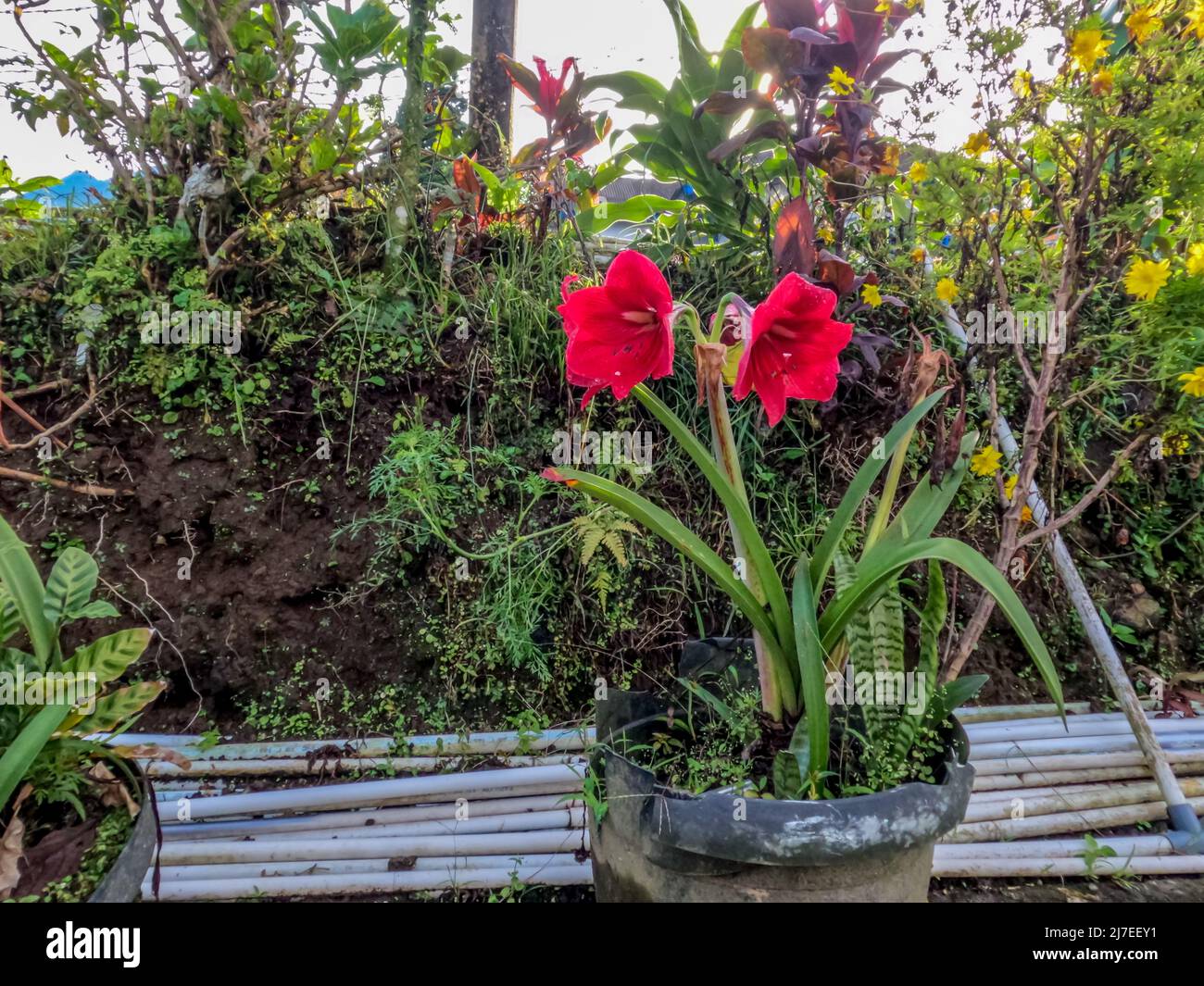 Die blühenden Amaryllis-Blüten sind rot, in schwarzen Topfpflanzen, die zur Dekoration der Homepage verwendet werden Stockfoto