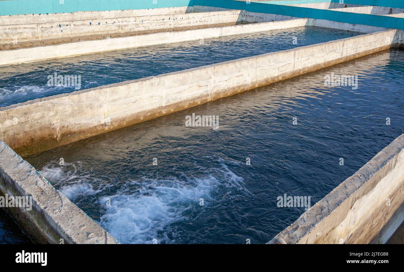 Anbau von Goldforellen und anderen Fischen in Betonbecken. Forellenfarm