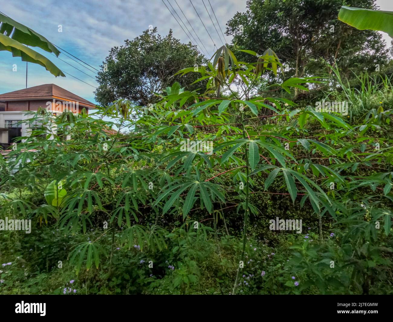 Cassava-Pflanze ist noch jung, mit grünen Blättern, die traditionell im Hochland angebaut werden, die Blätter sind für Gemüse und die Knollen werden als f verwendet Stockfoto