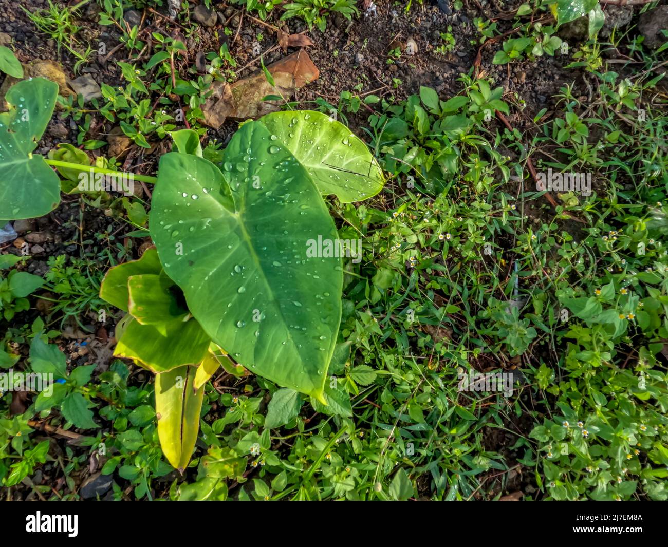 Die Taro-Pflanze, die am Straßenrand wächst, hat breite, dünne grüne Blätter, wunderschöne ländliche Naturbedingungen Stockfoto