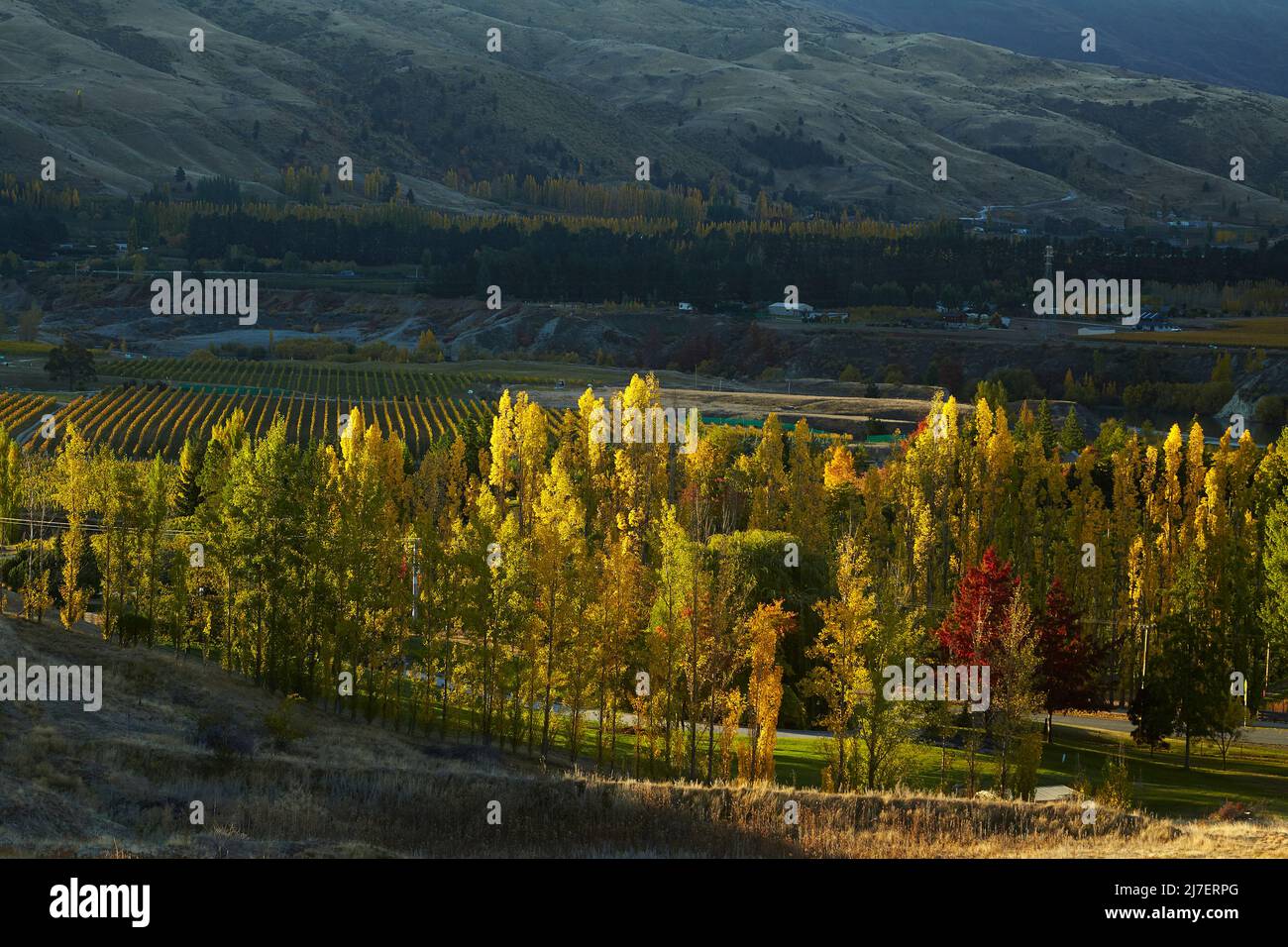 Herbstfarben, Felton Road, Bannockburn und Pisa Range, in der Nähe von Cromwell, Central Otago, Südinsel, Neuseeland Stockfoto