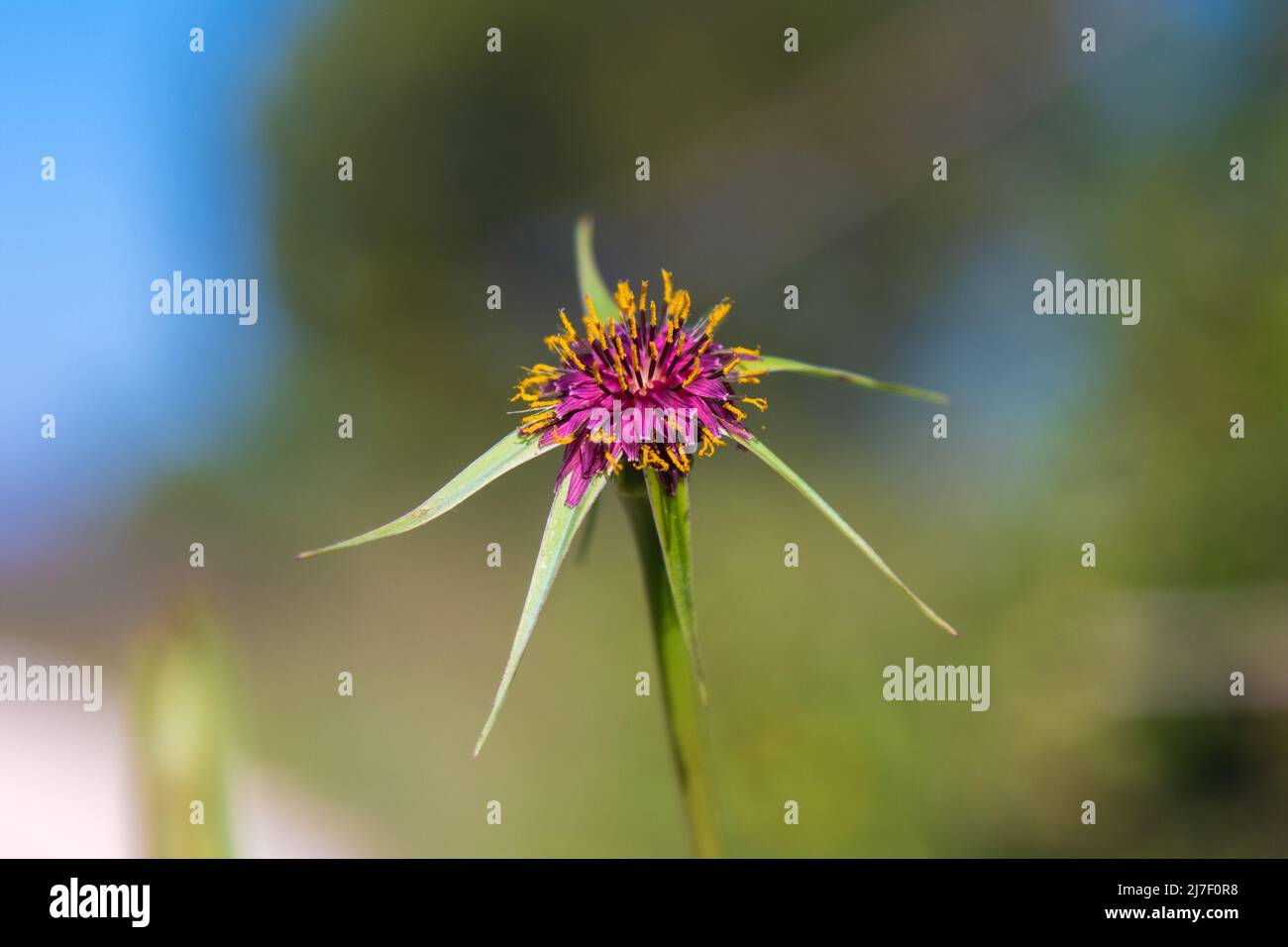Die Blume von Tragopogon porrifolius Stockfoto