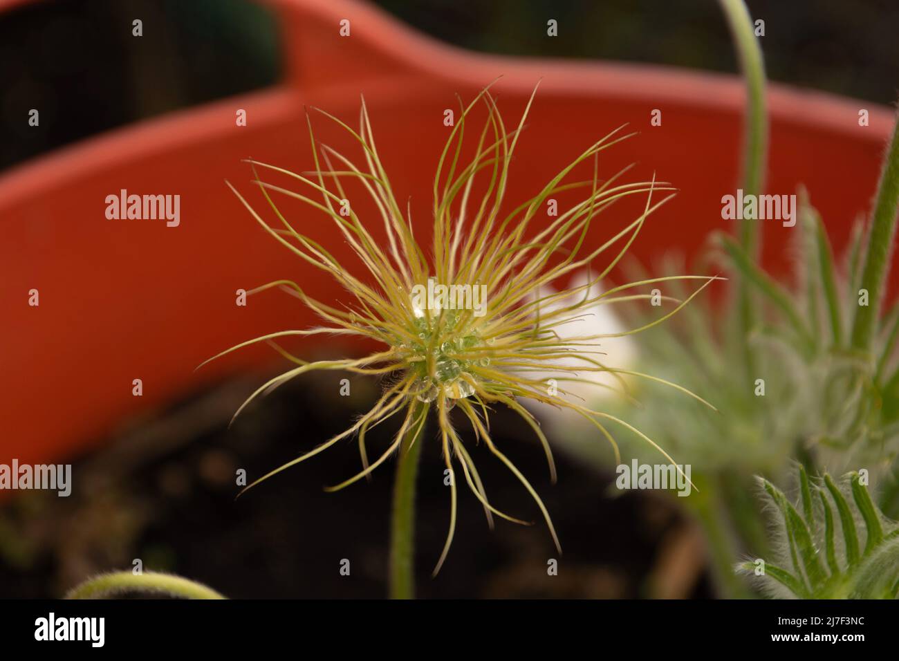 pulsatilla alba Blume weiße flauschige Frucht mit Samen und langen Setals Stockfoto