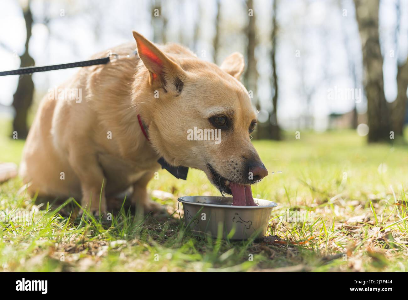 Außenaufnahme ohne Menschen eines durstigen mittelgroßen Hundes mit fadem Fell, das Wasser aus einer Metallschale trinkt. Hochwertige Fotos Stockfoto